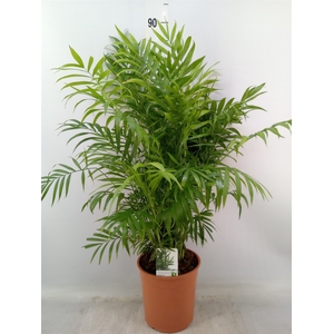 Chamaedorea elegans