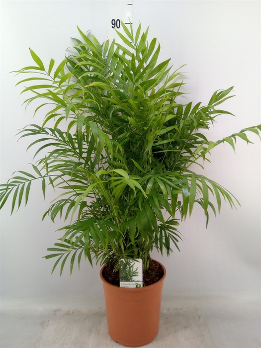 <h4>Chamaedorea elegans</h4>