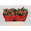 Hypericum Mellow Romance