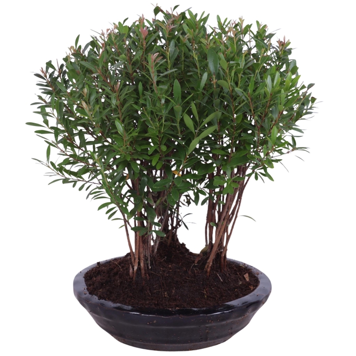 <h4>Outdoor Bonsai Syzygium Forest ø16cm Round Ceramic</h4>