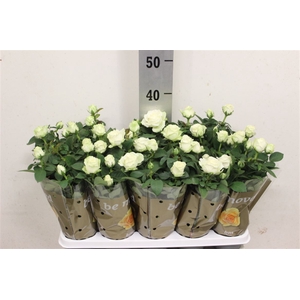 Rosa White B M White 12cm