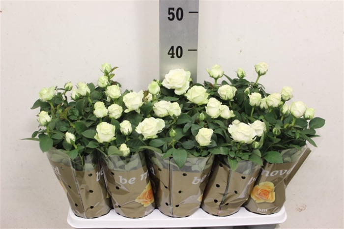 <h4>Rosa White B M White 12cm</h4>