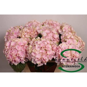 HYDR M CH VERENA CL