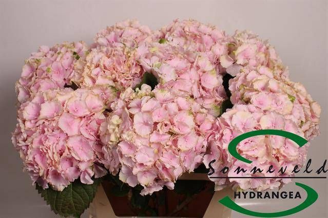 <h4>HYDR M CH VERENA CL</h4>
