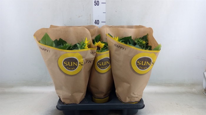 <h4>Helianthus an. 'Sunsation'</h4>