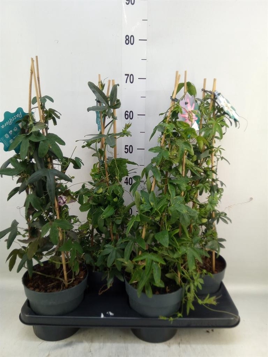 <h4>Passiflora   ...</h4>