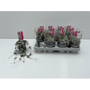 Ceropegia woodii Silver Glory 9Ø 15cm