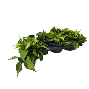 PHIL SCANDENS BRASIL