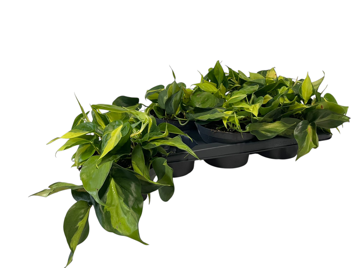 <h4>PHIL SCANDENS BRASIL</h4>