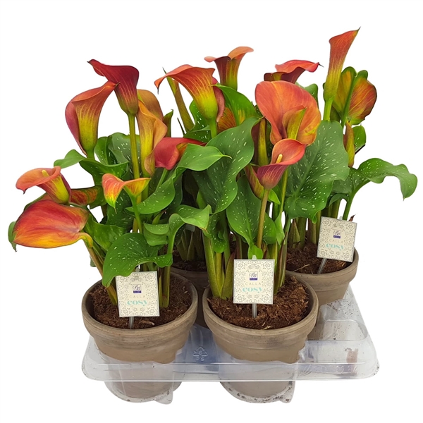 <h4>Zantedeschia divers in antraciet Calla Cosy aardewerk</h4>