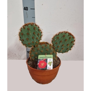 OPUNTIA