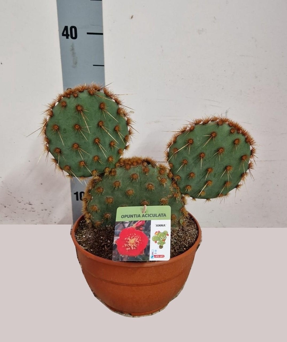 <h4>OPUNTIA</h4>