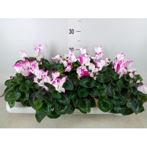 Cyclamen MD 'Fusion Midi'