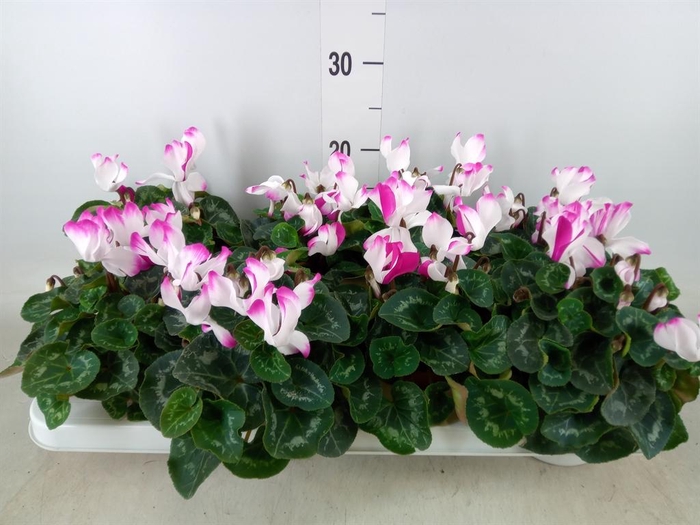 <h4>Cyclamen MD 'Fusion Midi'</h4>