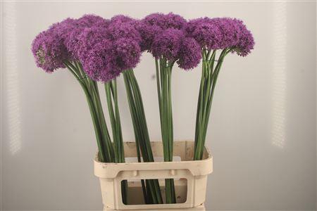 <h4>Allium Grootbloemig</h4>