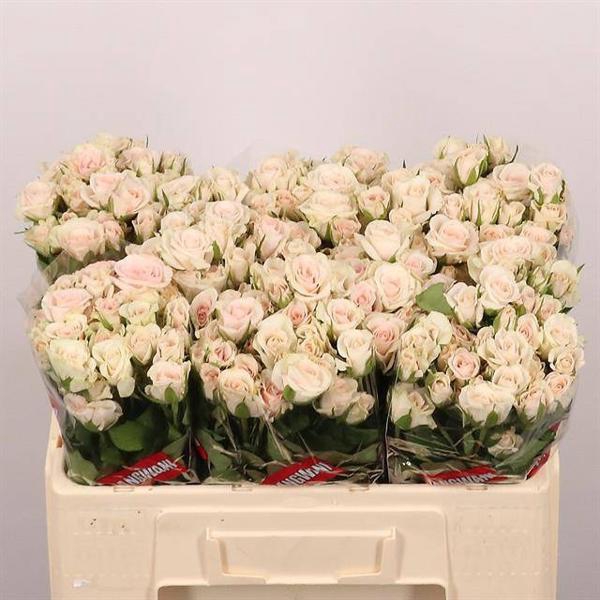 <h4>R Tr Royal Porcelina Extra Jangwani</h4>