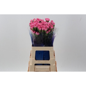 Di St Tonic Golem hi 60cm