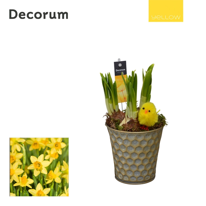 <h4>Narcis Honingraat Zink HL13665 [YELLOW]</h4>