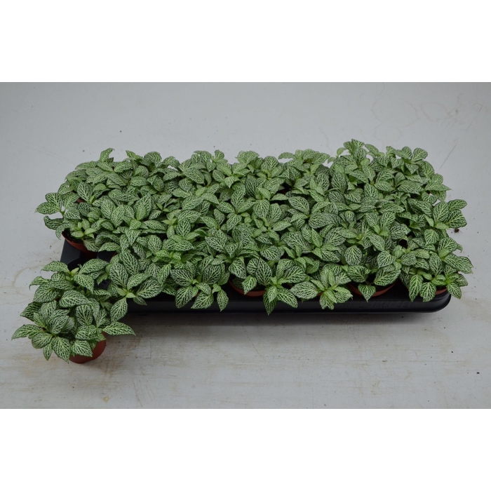 <h4>Fittonia 'Mosaic Whisper'</h4>