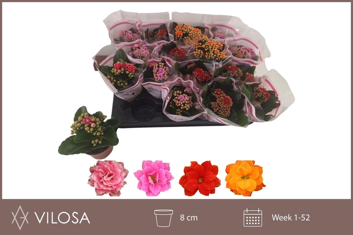 <h4>KAL GE GEM 4 KL</h4>