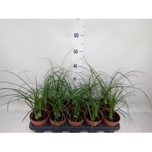 Nolina recurvata   ...