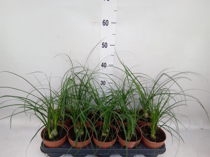 <h4>Nolina recurvata   ...</h4>