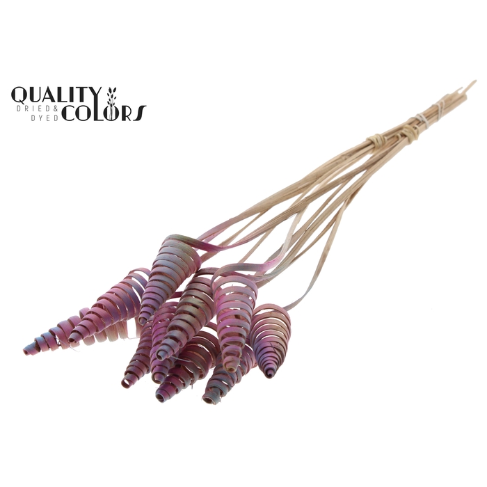 <h4>Cane Cone on stem Gradient Pink</h4>