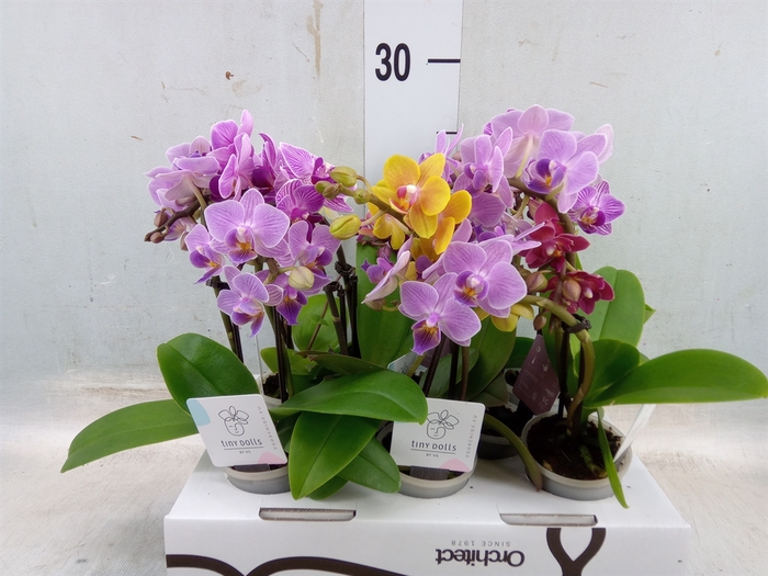 <h4>Phalaenopsis   ...mini</h4>