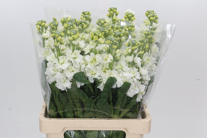 <h4>Matthiola Iron White</h4>