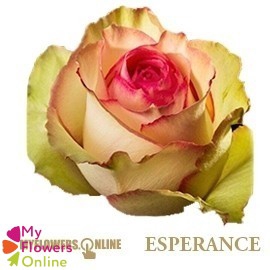 <h4>R Gr Esperance Bicolor 60cm EC</h4>
