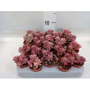 Sedum rubrotinctum 'Aurora'