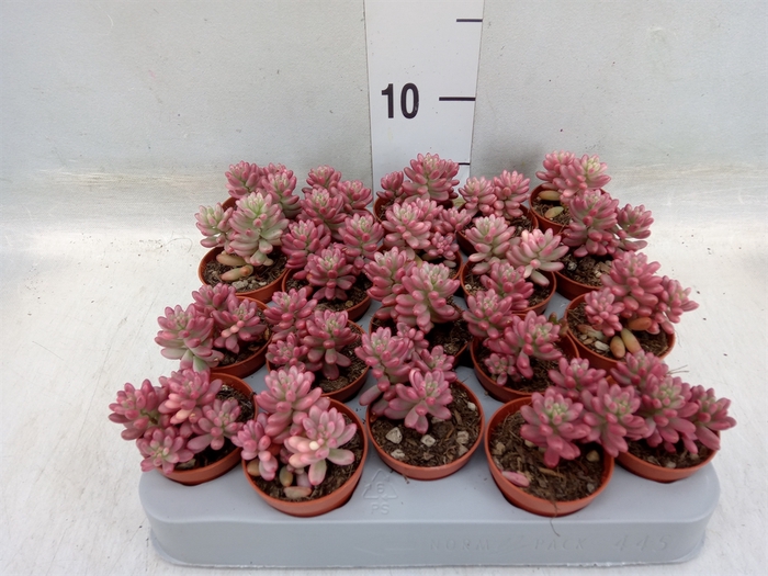 <h4>Sedum rubrotinctum 'Aurora'</h4>