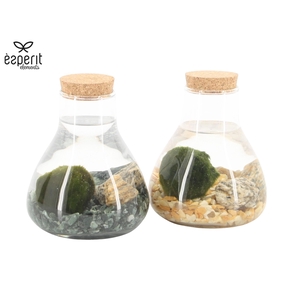90526: Marimo mini Erlenmeyer D10 / H14