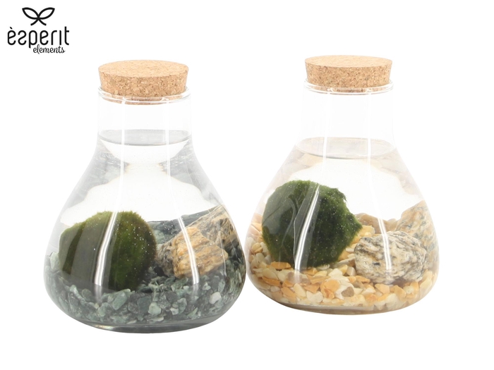 <h4>90526: Marimo mini Erlenmeyer D10 / H14</h4>