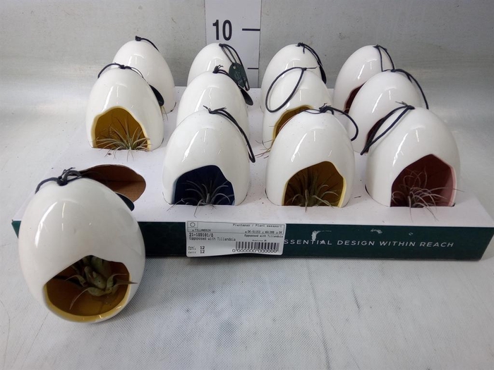 <h4>Arr. Kamerplant Groen L%</h4>