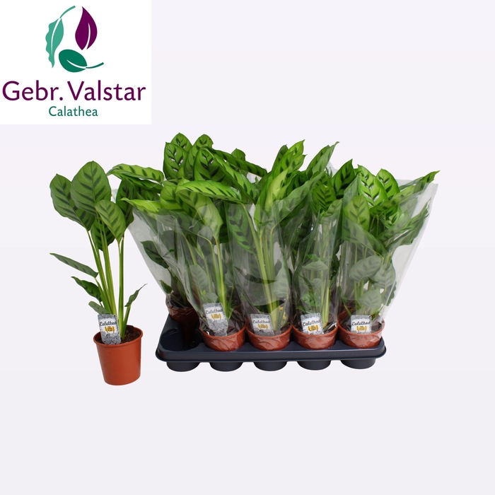 <h4>CALAT LEOPARDINA</h4>