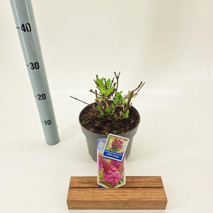 <h4>Buddleja Butterfly Candy Gemengd</h4>