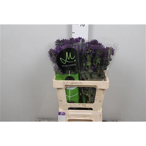 Camp Glom Benova Blue