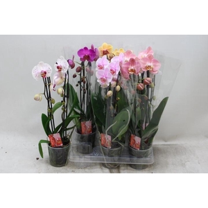 PHAL EL CASCADE