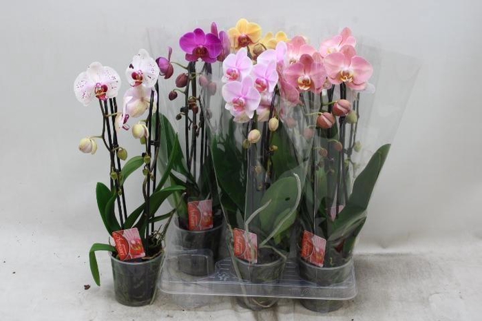 <h4>PHAL EL CASCADE</h4>