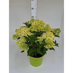 HYDR PANICULATA
