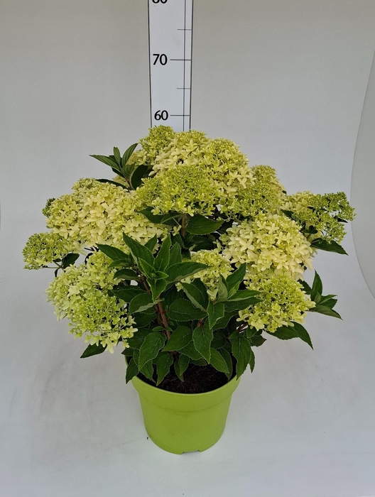 <h4>HYDR PANICULATA</h4>