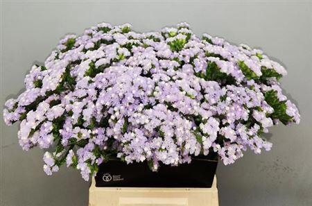 <h4>Lim S Tessa Lavender</h4>