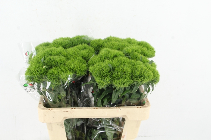 <h4>DI BARB KIWI MELLOW</h4>