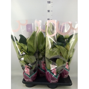 Medinilla magn.
