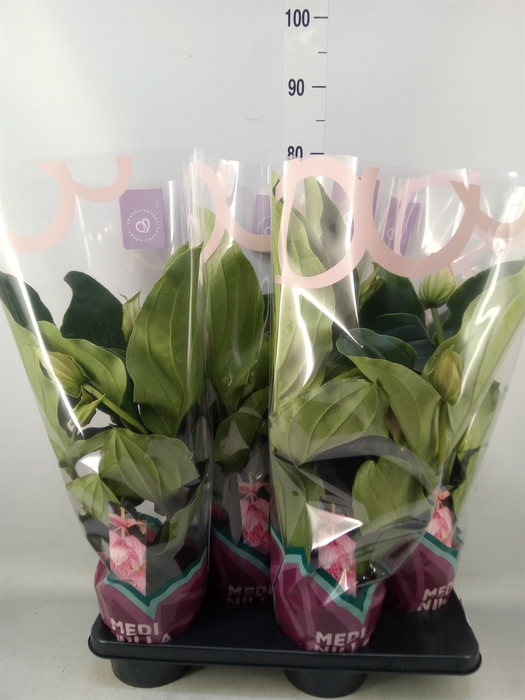 <h4>Medinilla magn.</h4>