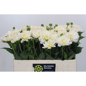 Dahlia White Onesta