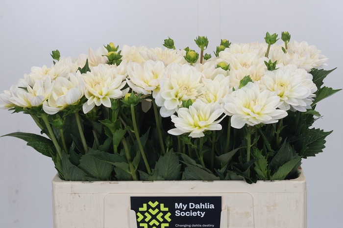 Dahlia White Onesta