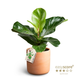 FICUS LYRATA P12 RAW TERRAC