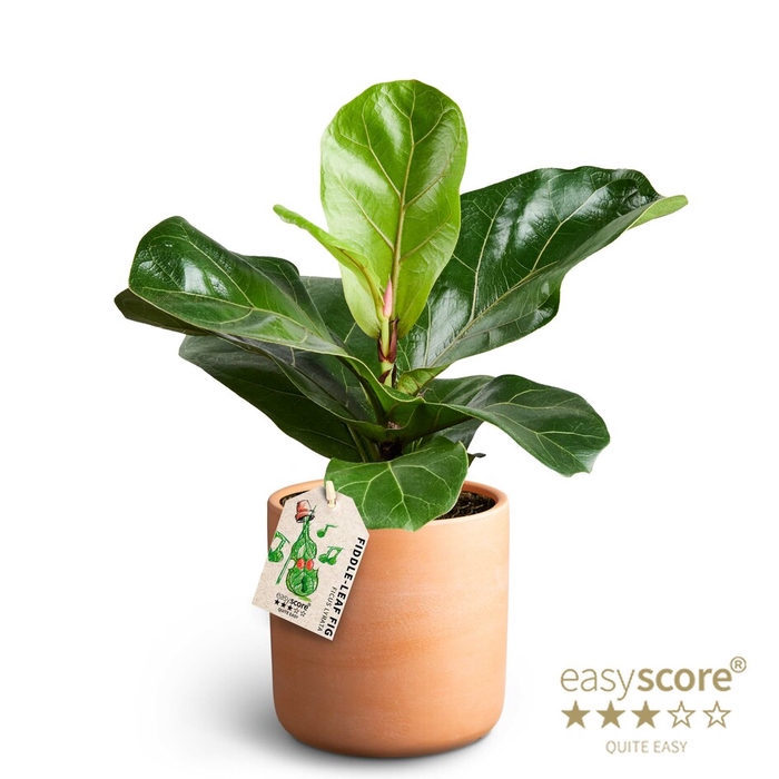 FICUS LYRATA P12 RAW TERRAC